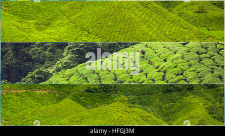 Collage de la Malaisie, la plantation de thé en Cameron Highlands Banque D'Images