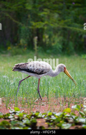 Bec jaune Stork Mycteria Ibis près du lac Naivasha, Kenya Banque D'Images