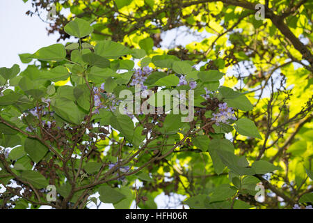 Blauglockenbaum Blauglockenbaum Kaiserbaum, Chinesischer, Kaiser-Paulownie Kiribaum,,, Paulownia tomentosa, Paulownia imperialis, princesstree foxglo, Banque D'Images