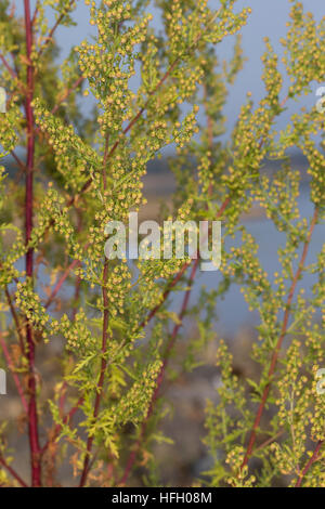 Beifuß Einjähriger, Einjähriger Beifuss, Artemisia annua, Artemisia chamomilla, armoise, sweet, sweet sagewort annie, de l'armoise annuelle, annuelle wo Banque D'Images