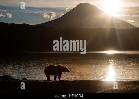 Vue sur le lac et les Kouriles ours sauvage sur fond de volcan Ilyinsky au Kamtchatka Région de la Russie Banque D'Images