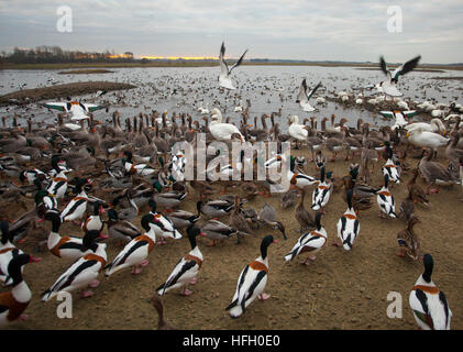 Étang de la faune à Southport, Merseyside, Météo France. 30 Décembre, 2016. Bénévole à Martin simple Wetland Centre distribue du blé pour nourrir une multitude de canards, oies et oiseaux à 3h00. Le Swan rss ont récemment été sélectionnés dans le Lancashire Tourism Awards de la meilleure catégorie de l'expérience du visiteur. Credit : MediaWorldImages/Alamy Live News Banque D'Images