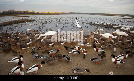 Étang de la faune à Southport, Merseyside, Météo France. 30 Décembre, 2016. Bénévole à Martin simple Wetland Centre distribue du blé pour nourrir une multitude de canards, oies et oiseaux à 3h00. Le Swan rss ont récemment été sélectionnés dans le Lancashire Tourism Awards de la meilleure catégorie de l'expérience du visiteur. Credit : MediaWorldImages/Alamy Live News Banque D'Images