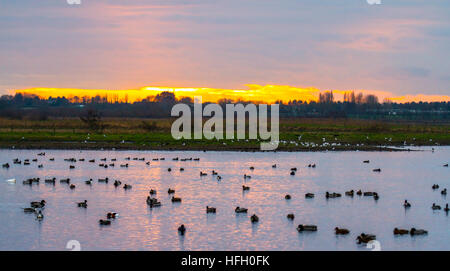 Swan feed à Southport, Merseyside, Royaume-Uni.30 décembre 2016.Météo au Royaume-Uni : la sauvagine au centre Martin Mere Wetland au coucher du soleil.Une myriade de canards migrateurs, d'oies, de cygnes et de oiseaux sauvages cherchent refuge en hiver contre les intempéries plus froides du nord dans la réserve naturelle où ils sont, dans une certaine mesure, protégés de la prédation.Un grand nombre d'étang de la faune où les cygnes des Whooper et les oies des pieds roses hivernent dans la région.Les sources de cygnes de la réserve ont récemment été sélectionnées dans la catégorie meilleure expérience de visiteur des Prix du tourisme du Lancashire.Crédit : MediaWorldImages/Alamy Live News Banque D'Images