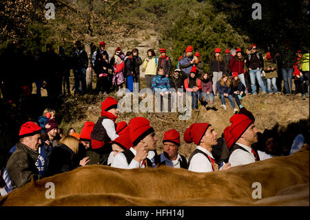 Centelles, Barcelone, Espagne. 30 Décembre, 2016. Galejadors sont vus à proximité de boeufs durant la Festa del Pi à Centelles. Depuis 1751 les villageois de Centelles (un village catalan à 50 kilomètres au nord Barcelona) célébrer la Festa del Pi (Festival de pin). Au cours de la célébration des gens habillés comme galejadors en costumes traditionnels de choix un pin dans la forêt et de l'apporter à l'église tandis qu'ils allument des feux de joie et faire exploser son mousquet. Crédit : Jordi Boixareu/Alamy Live News Banque D'Images