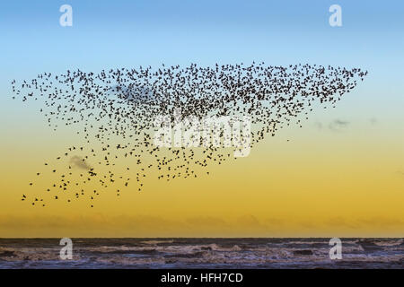 Southport, Merseyside, Météo France. 1er janvier 2017. Les vents du nord soufflent froid en roulant les volées d'oiseaux migrateurs considérés comme les bécasseaux sanderling, noeud et le Bécasseau variable. Les bécasseaux Sanderling se reproduisent sur le haut de la toundra arctique et migrent vers le sud lorsque les températures tombent à devenir l'un des oiseaux les plus courants le long des plages. est encore un autre échassier qui visite l'Angleterre principalement au cours de l'hiver. C'est seulement trouvés autour de la côte où il y a de grandes plages de sable fin qui sont relativement peu perturbé avec le nord-ouest ayant plusieurs emplacements appropriés. Credit : MediaWorldImages/Alamy Live News Banque D'Images