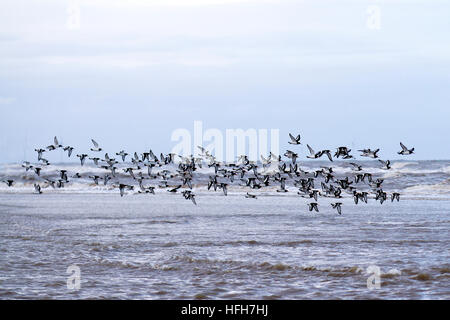 Southport, Merseyside, Météo France. 1er janvier 2017. Les vents côtiers nord froid comme un vol d'huîtriers prendre pour le surf sur les vagues. Credit : MediaWorldImages/Alamy Live News Banque D'Images