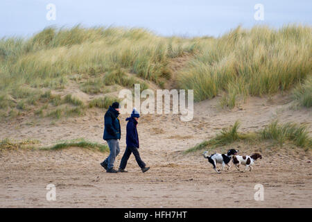 Chien joue sur la plage, plage d'Ainsdale, Merseyside, Météo France. 1er janvier 2017. Les promeneurs de chiens de se dégourdir les jambes et d'exercer leurs animaux sur un jour venteux sur la côte nord-ouest bien couvert contre le froid vent du nord. Credit : MediaWorldImages/Alamy Live News Banque D'Images