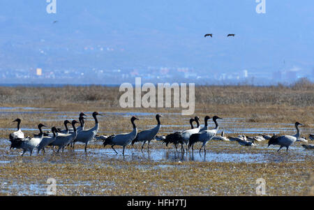 Bijie. 1er janvier 2017. Grues à col noir et le bar-oies à tête sont vus à Caohai réserve naturelle nationale dans le sud-ouest de la Chine, de la province du Guizhou, le 1 er janvier 2017. © Yang Wenbin/Xinhua/Alamy Live News Banque D'Images