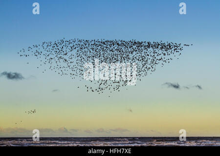 Southport, Merseyside, Météo France. 1er janvier 2017. Les vents du nord soufflent froid en roulant les volées d'oiseaux migrateurs considérés comme les bécasseaux sanderling, noeud et le Bécasseau variable. Le bécasseau sanderling est un autre oiseau qui visite l'Angleterre principalement au cours de l'hiver. C'est seulement trouvés autour de la côte où il y a de grandes plages de sable fin qui sont relativement peu perturbé avec le nord-ouest ayant plusieurs emplacements appropriés. Credit : MediaWorldImages/Alamy Live News Banque D'Images