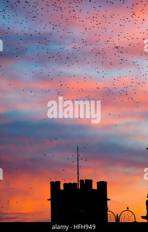 Pays de Galles Aberystwyth UK, dimanche 01 janvier 2017 d'une volée d'étourneaux dans les couleurs vives après le coucher du soleil Ciel nocturne sur la tour de St Michael's Church à Aberystwyth par une froide soirée claire à la fin de la première journée de la Nouvelle Année 2017 Photo © Keith morris/Alamy Live News Banque D'Images