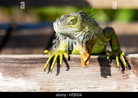 Iguane vert (Iguana iguana) - Les zones humides, Wakodahatchee Delray Beach, Florida, USA Banque D'Images