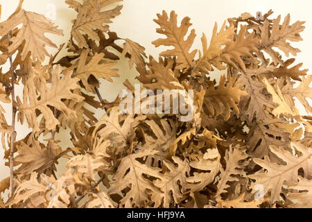 Bûche de feuilles sèches pour célébrer la veille de Noël Orthodoxe Banque D'Images