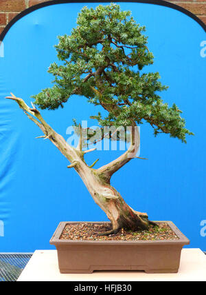 Grand Genévrier Bonsaï avec bois mort et dans une forme rectangulaire non vitrés dans le développement local un passionné de Bonsai Banque D'Images