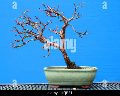 Potentilla Shohin Bonsai sur affichage en cours de formation par un amateur de bonsaï locales en Irlande du Nord Banque D'Images