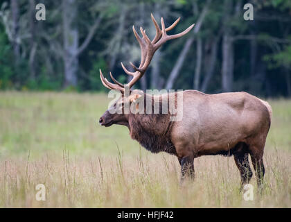 Profil de Bull Elk forest à la fin de l'été moyen Banque D'Images