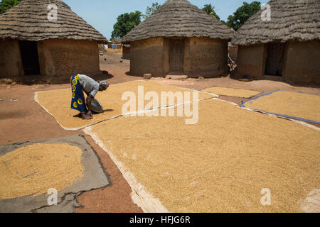 Koumban village, Guinée, 2 mai 2015 ; Fanta Diakité est le riz paddy de séchage au soleil après la cuisson. Banque D'Images