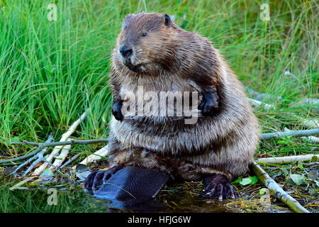 Castor adulte Castor canadensis, assis sur son dos en frottant sa fourrure avec ses pattes avant Banque D'Images