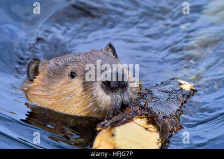 Un Castor Castor canadensis sauvage ; tirant un grand tronc d'arbre Banque D'Images