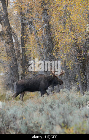 Bull Moose dans l'armoise Grand Tetons National Park