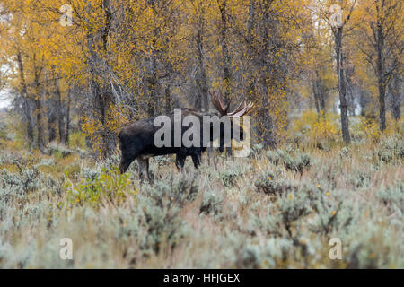 Bull Moose dans l'armoise Grand Tetons National Park Banque D'Images