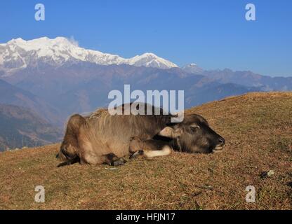 Le buffle d'eau bébé dormir sur une colline à Gaun Ghale. Banque D'Images