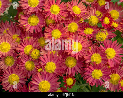 Rose couleur des fleurs de saison jaune avec des feuilles dans un très joli modèle floral et le design utilisé pour la texture et l'arrière-plan. Banque D'Images
