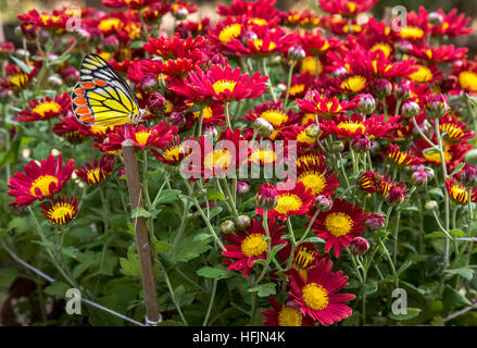 Beau papillon coloré perché sur une clôture en bois près de jaune rouge vif des fleurs de jardin. Banque D'Images