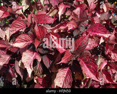 Close up of 'feuilles de gésier de poulet - Iresine herbstil Banque D'Images