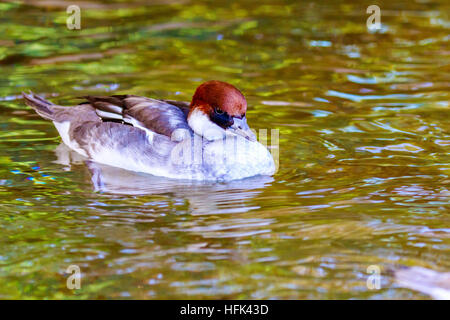 Une femelle Canard Yéti nage sur le lac. Banque D'Images