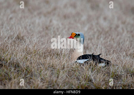 Drake eider (Somateria spectabilis spectabilis) sur près de la toundra de l'Alaska Barrow Banque D'Images