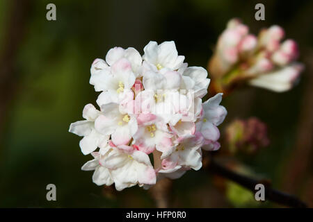 Viburnum bodnantense fleur,avec un fond sombre, Banque D'Images