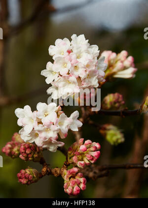 Un groupe de Viburnum bodnantense fleurs avec un fond sombre, Banque D'Images