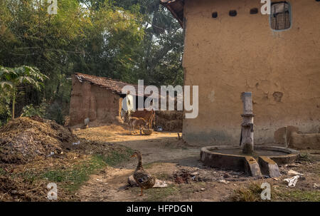 Scène de village avec des maisons en torchis, bovins, volailles et un profond puits tubulaire à l'avant-plan. Banque D'Images