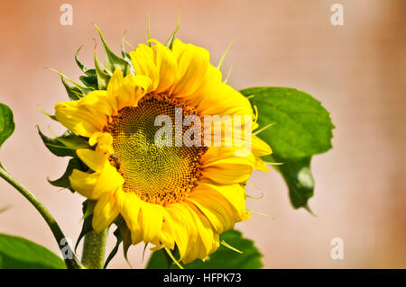 Dans un champ de tournesol Banque D'Images