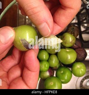 Comment nettoyer la tomate Physalis ixocarpa vert mexicain. miltomate, tomatillo, tomate verde o tomate de fresadilla. Banque D'Images