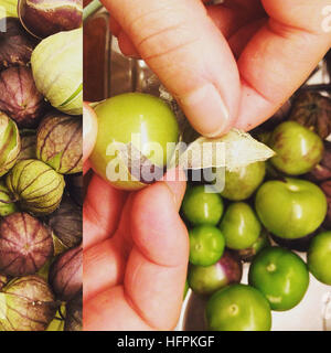 Comment nettoyer la tomate Physalis ixocarpa vert mexicain. miltomate, tomatillo, tomate verde o tomate de fresadilla. Banque D'Images