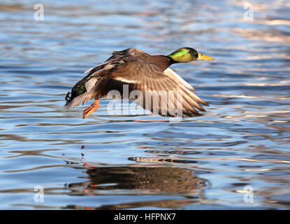 Close up d'un mâle Canard colvert volant le long d'une rivière Banque D'Images