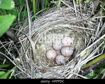 Hippolais. calligata Le nid de la fauvette démarré dans la nature. Banque D'Images