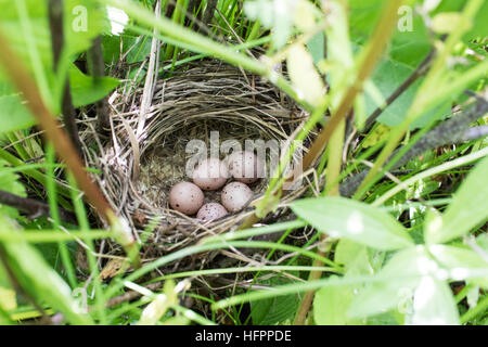 Hippolais. calligata Le nid de la fauvette démarré dans la nature. Banque D'Images