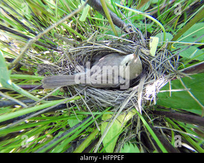 Hippolais. calligata Le nid de la fauvette démarré dans la nature. Banque D'Images