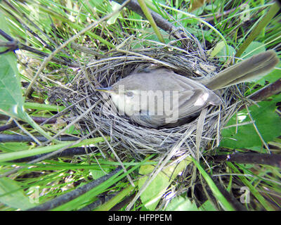 Hippolais. calligata Le nid de la fauvette démarré dans la nature. Banque D'Images