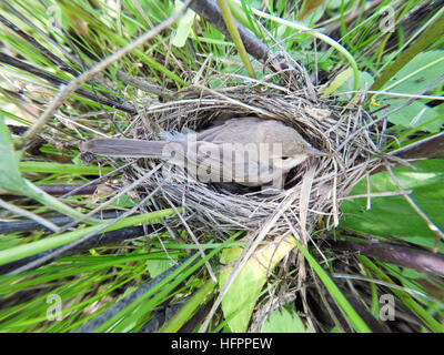 Hippolais. calligata Le nid de la fauvette démarré dans la nature. Banque D'Images