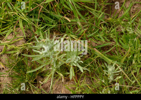 Gnaphalium uliginosum gnaphale des marais, Banque D'Images