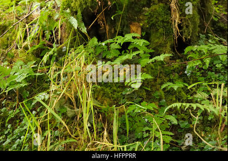 Fougère dryopteris Gymnocarpium, chêne Banque D'Images