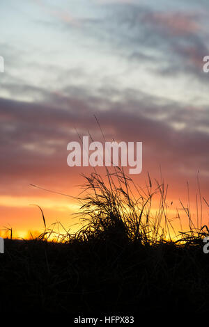 Touffe d'herbe silhouette au coucher du soleil dans la campagne anglaise. UK Banque D'Images