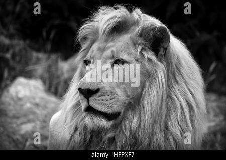 White Lion portrait. Banque D'Images