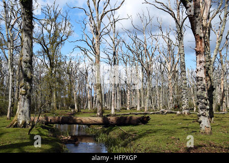 Ruisseau coule à travers la forêt de chêne mort. Parc national New Forest, en Angleterre. Banque D'Images