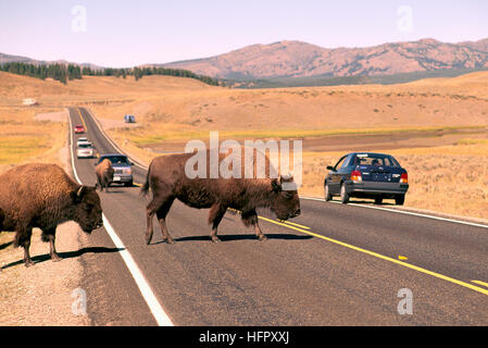 Bison d'Amérique / Buffalo (Bison bison) crossing Road, Hayden Valley, le Parc National de Yellowstone, Wyoming, USA Banque D'Images