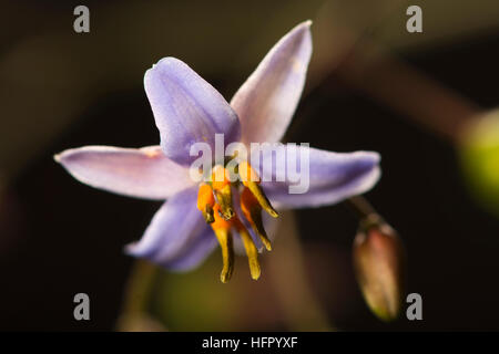 Lily chocolat australien, un petit ressort-plantes à fleurs trouvés dans la brousse. Banque D'Images